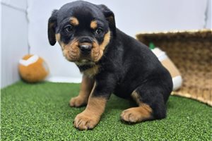 Christina - puppy for sale