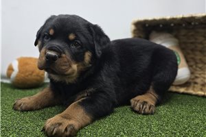 Cupid - Rottweiler for sale
