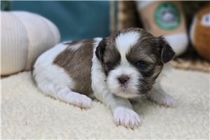 Charlotte - Shih Tzu for sale
