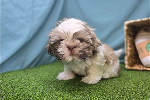 Conrad - Shih Tzu for sale
