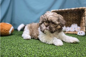 Charm - Shih Tzu for sale