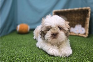 Corbin - Shih Tzu for sale