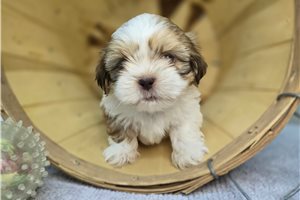 Rainier - puppy for sale