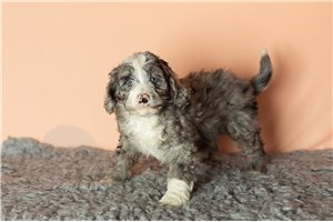 Camden - puppy for sale