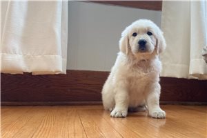 Atlas - puppy for sale