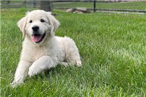 Justin - English Golden Retriever, placed in Fort Wayne