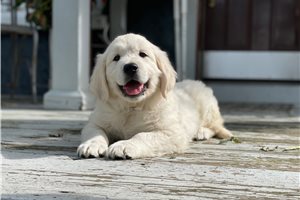 Justin - English Golden Retriever for sale