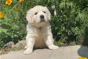 Maxima - English Golden Retriever for sale