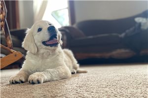 Justin - English Golden Retriever for sale