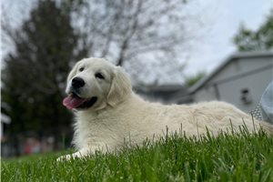 Abraham - puppy for sale