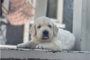 Justin - English Golden Retriever for sale