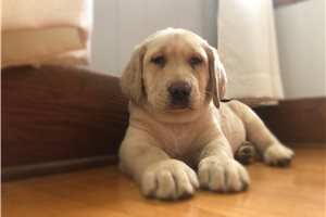 Sammy - Labrador Retriever for sale
