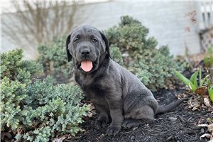 Hope - Labrador Retriever for sale