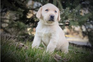 Sullivan - Labrador Retriever for sale