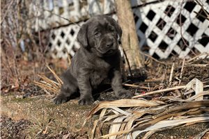 Harper - Labrador Retriever for sale