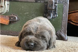 Hamilton - puppy for sale