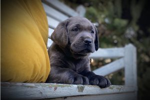 Sebastian - Labrador Retriever for sale