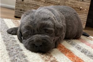 Hope - Labrador Retriever for sale