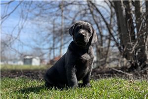 Harper - Labrador Retriever for sale