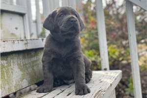 Hamilton - puppy for sale
