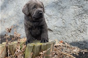 Hope - Labrador Retriever for sale