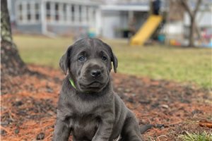 Henrietta - Labrador Retriever for sale