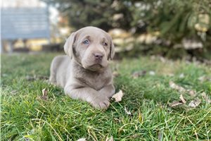 Soroya - Labrador Retriever for sale
