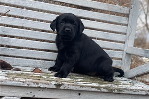 Mimi - Labrador Retriever for sale