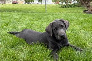 Nessa - Labrador Retriever for sale