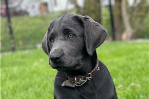 Nessa - Labrador Retriever for sale