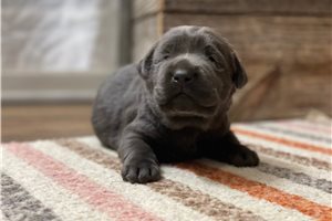 Henrietta - Labrador Retriever for sale