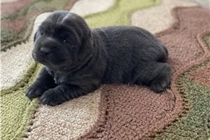 Harper - Labrador Retriever for sale