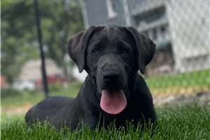 Nessa - Labrador Retriever for sale