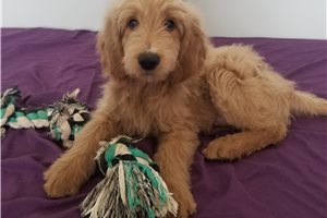 Mayweather - Goldendoodle for sale