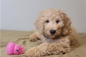 Marina - puppy for sale