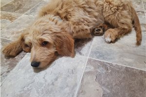 Maximus - puppy for sale