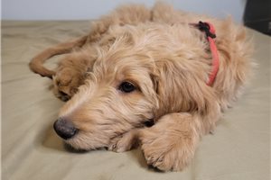 Mayhew - Goldendoodle for sale