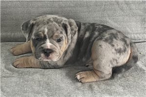 Onyx - Olde English Bulldogge for sale