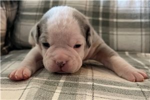 Opal - puppy for sale
