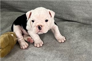 Otto - puppy for sale