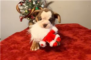 Cherie - Olde English Bulldogge for sale