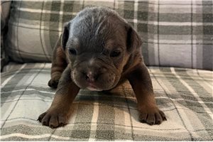 Olaf - puppy for sale