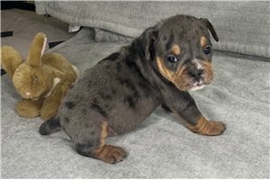 Orchid - Olde English Bulldogge for sale