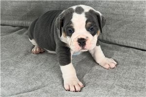 Osiris - puppy for sale