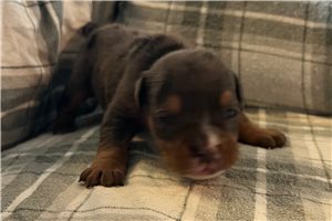 Orchid - puppy for sale