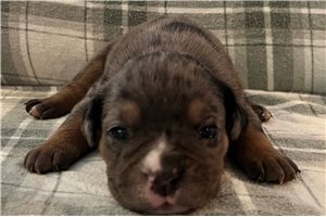 Orlando - puppy for sale
