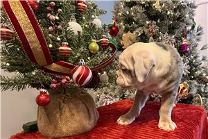 Colt - Olde English Bulldogge for sale
