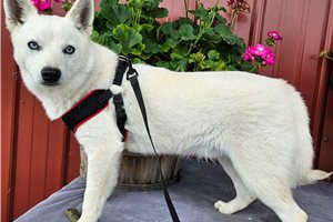 Denver - puppy for sale