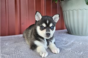 Gracie - Alaskan Klee Kai for sale
