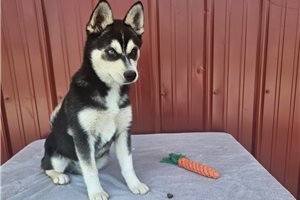 Nemo - Alaskan Klee Kai for sale